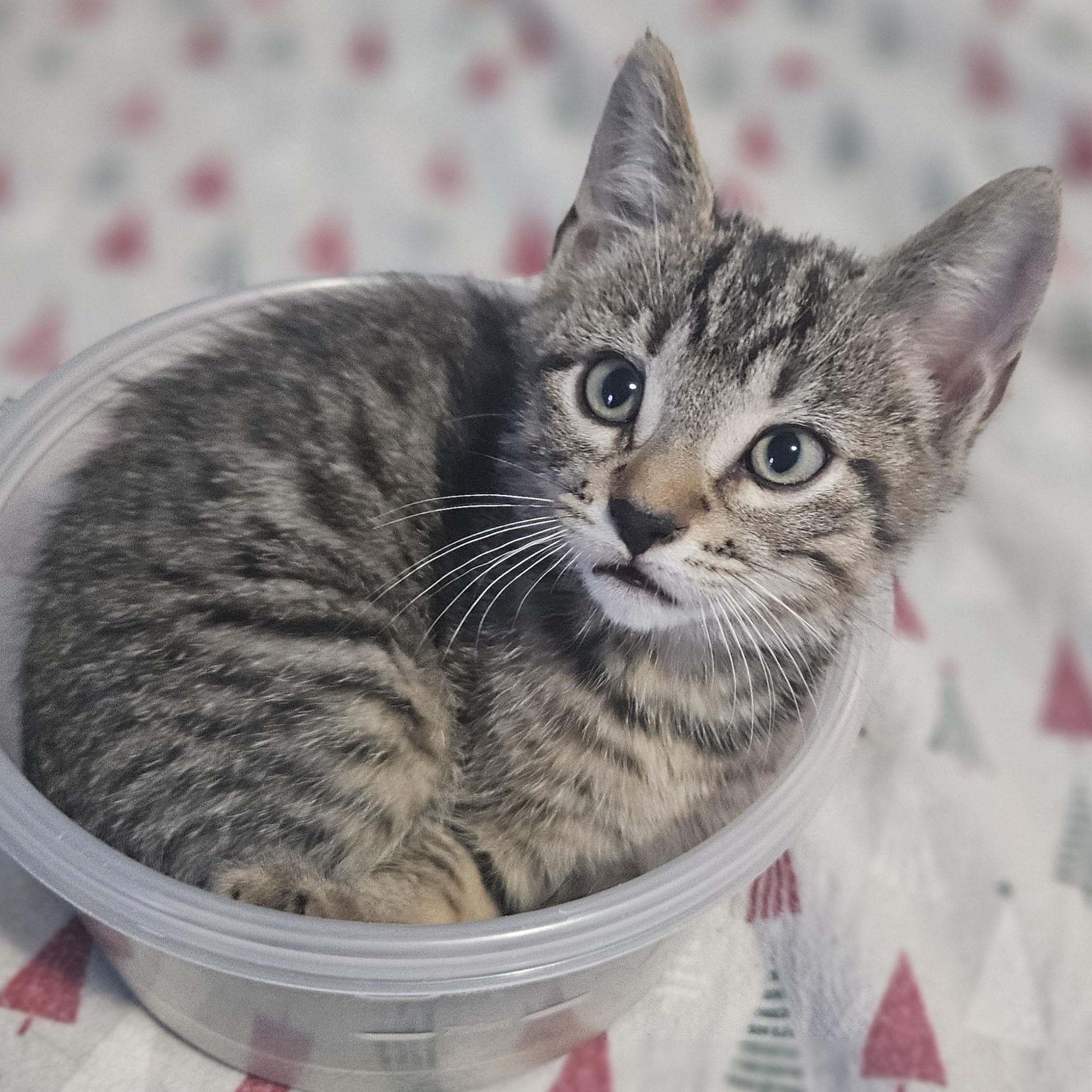 Enlarge Patrick, a Adopted mixed breed in East Amherst, NY image 3/5