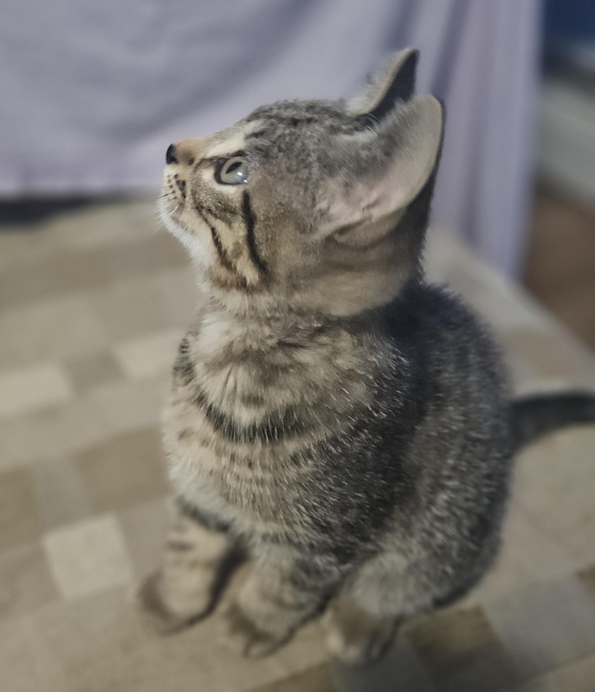 Enlarge Patrick, a Adopted mixed breed in East Amherst, NY image 5/5