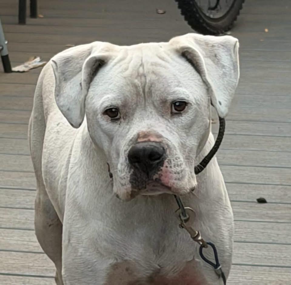 Enlarge Sleepy, a Adoptable mixed breed in Salem, OR image 5/6