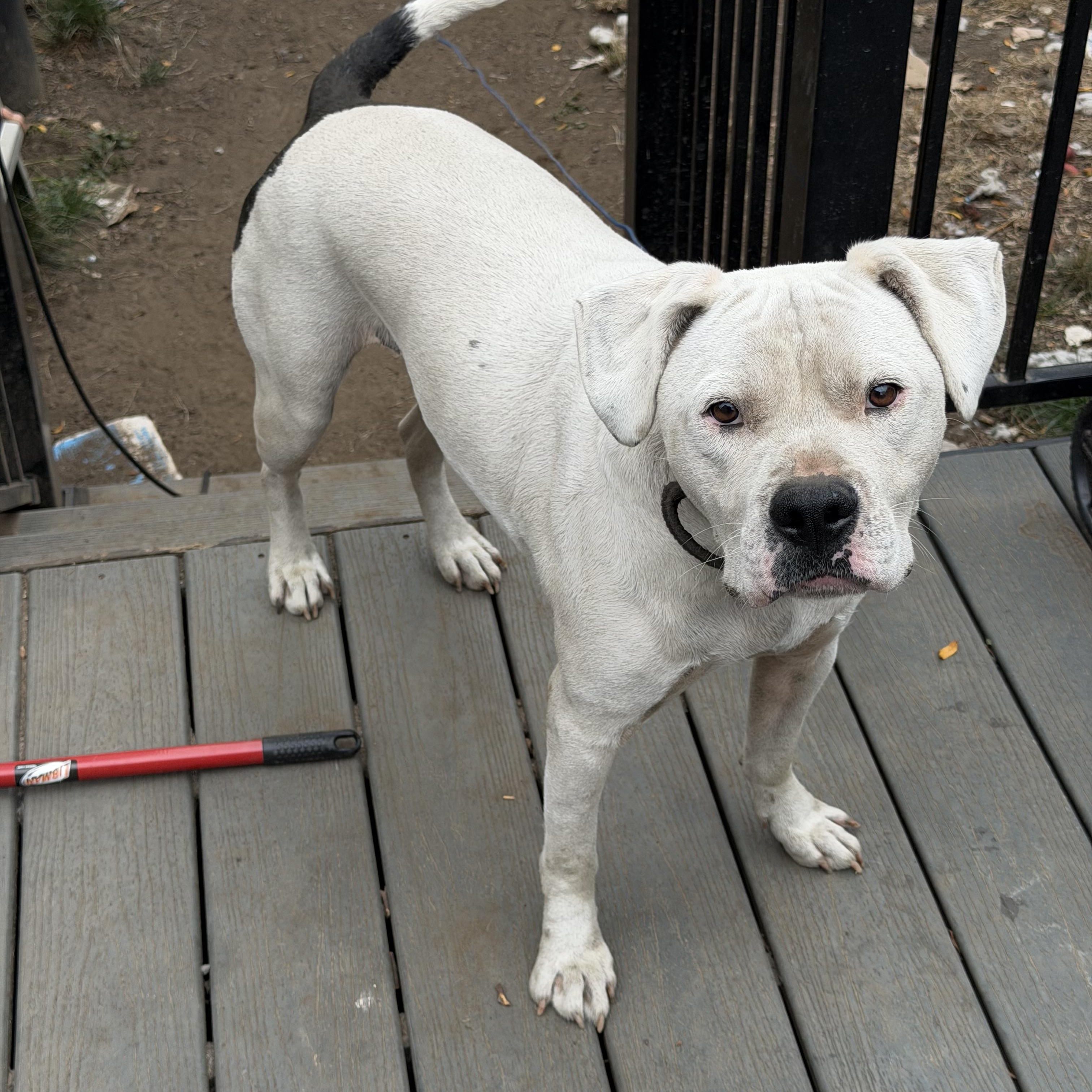 Enlarge Sleepy, a Adoptable mixed breed in Salem, OR image 6/6
