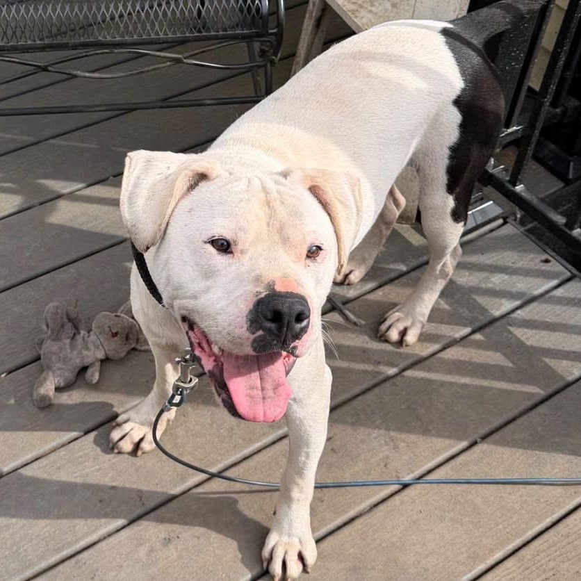 Enlarge Sleepy, a Adoptable mixed breed in Salem, OR image 2/6