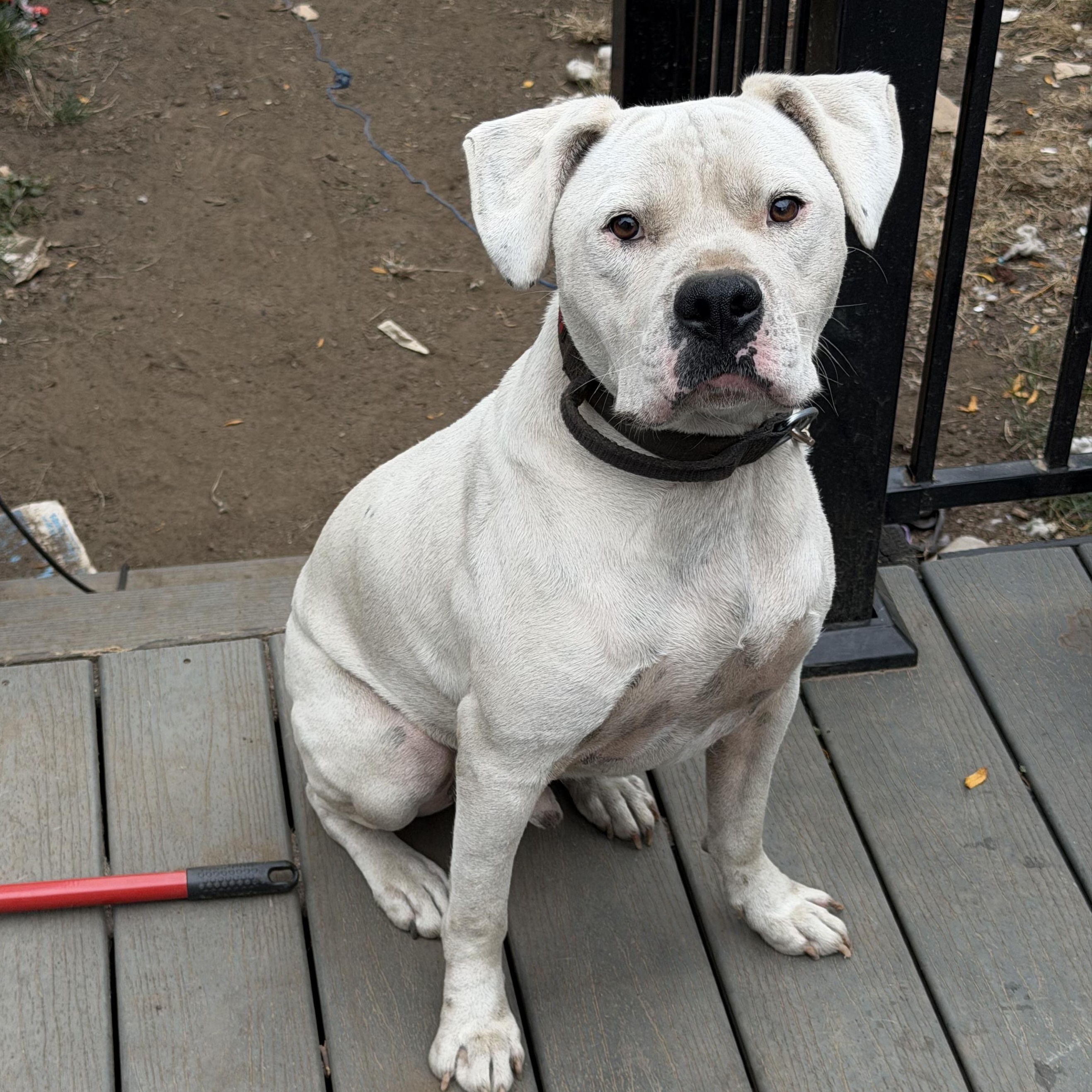Sleepy, Adoptable, Adult Male Pit Bull Terrier.