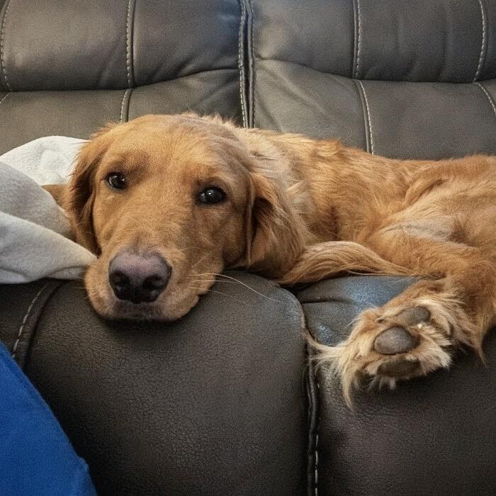 Enlarge Stella #6549, a Adoptable Goldendoodle in Louisville, KY image 2/3