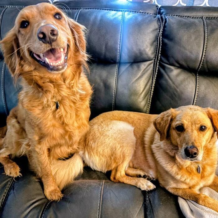 Enlarge Stella #6549, a Adoptable Goldendoodle in Louisville, KY image 3/3