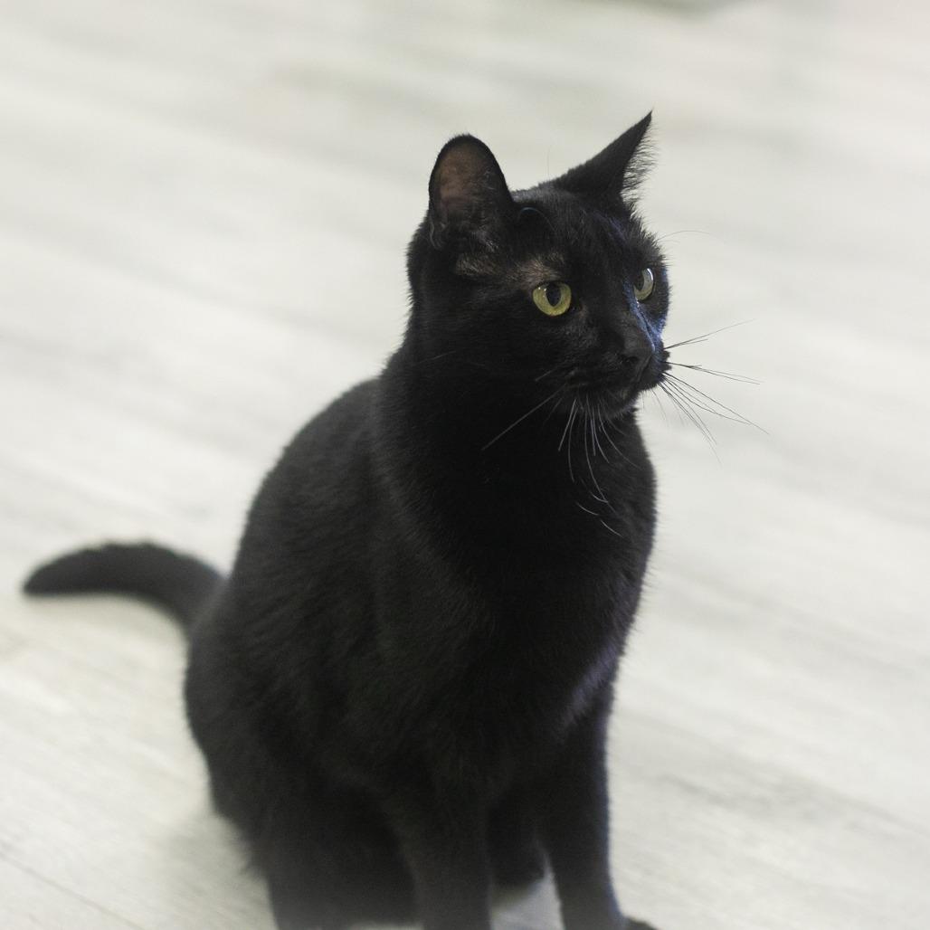 Reese, a Adoptable Domestic Short Hair in Ponte Vedra, FL image 4/6