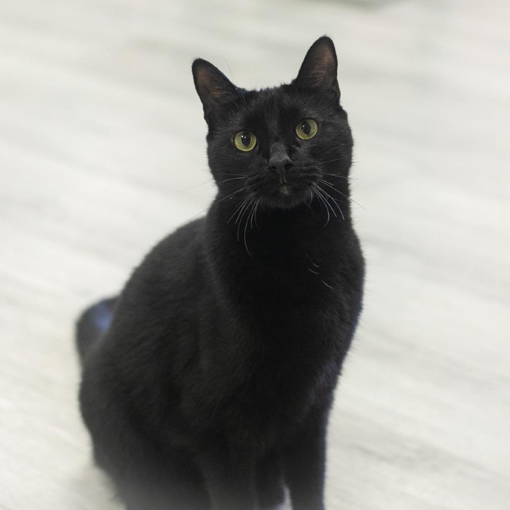 Reese, a Adoptable Domestic Short Hair in Ponte Vedra, FL image 3/6