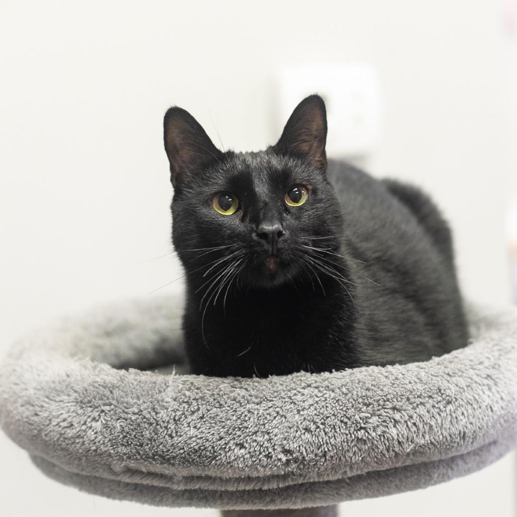 Reese, a Adoptable Domestic Short Hair in Ponte Vedra, FL image 1/6