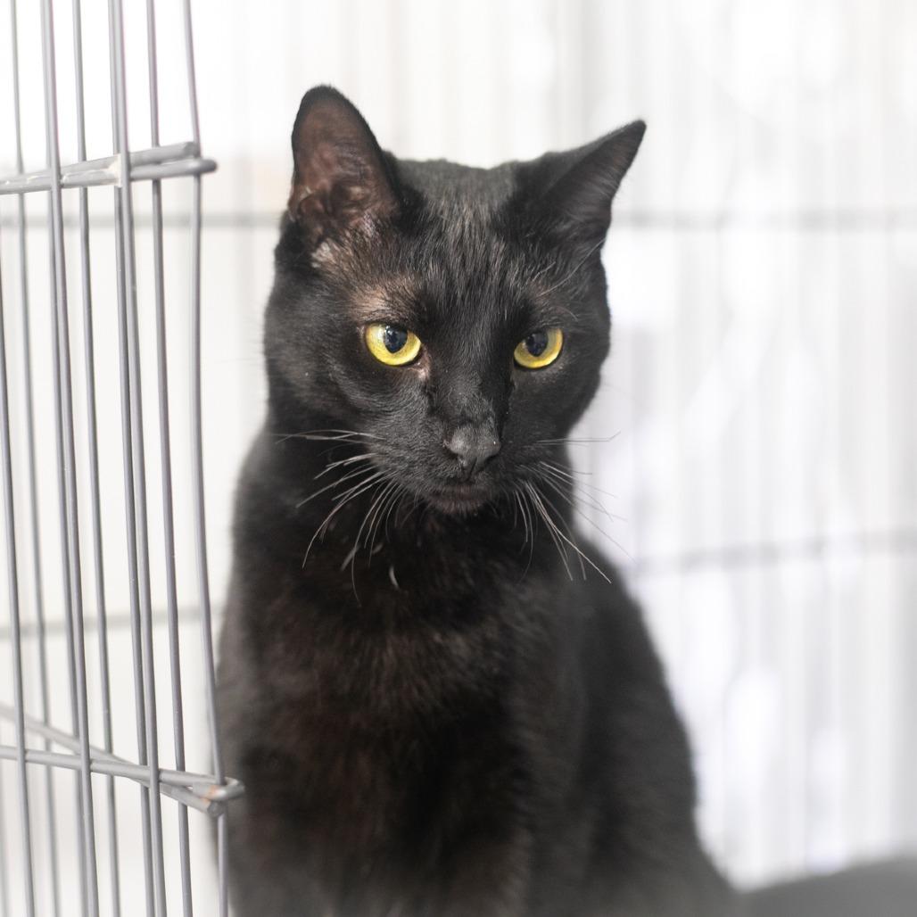 Reese, a Adoptable Domestic Short Hair in Ponte Vedra, FL image 5/6