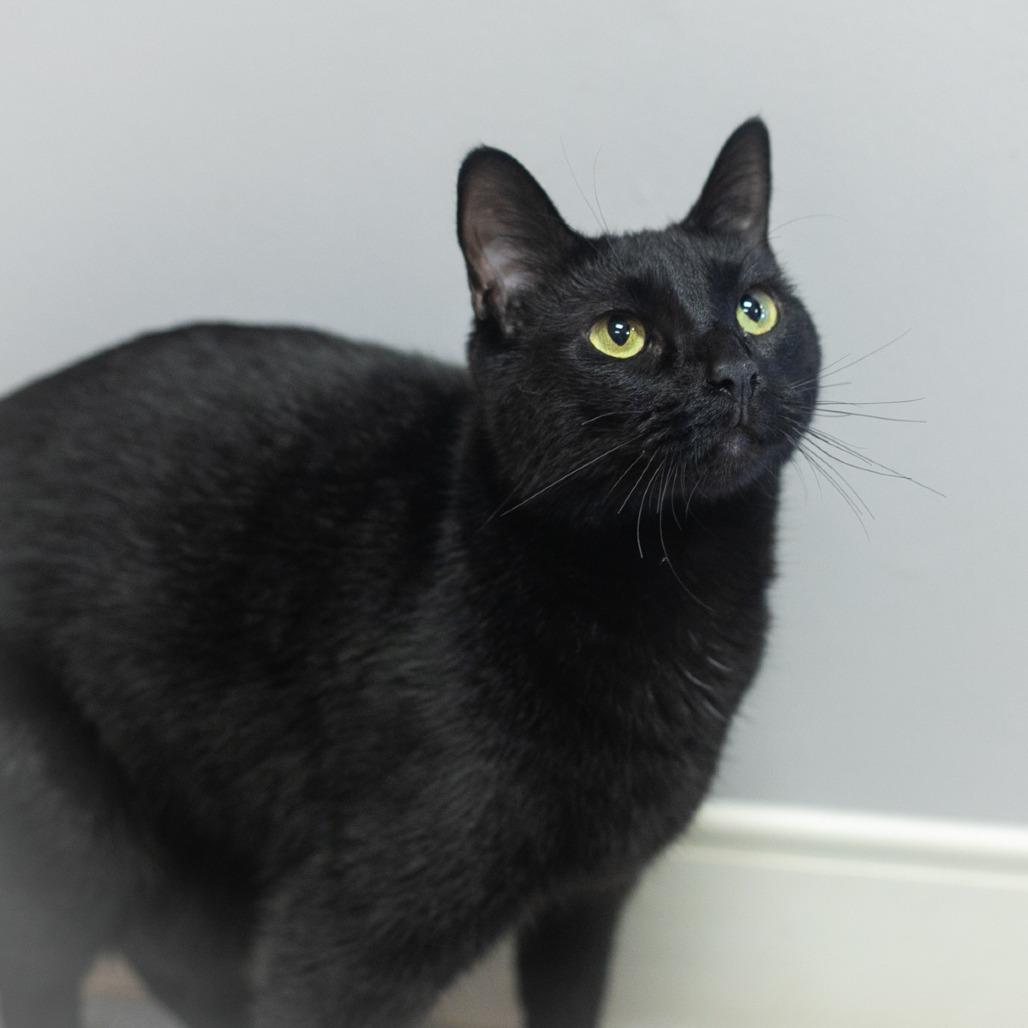 Reese, a Adoptable Domestic Short Hair in Ponte Vedra, FL image 2/6