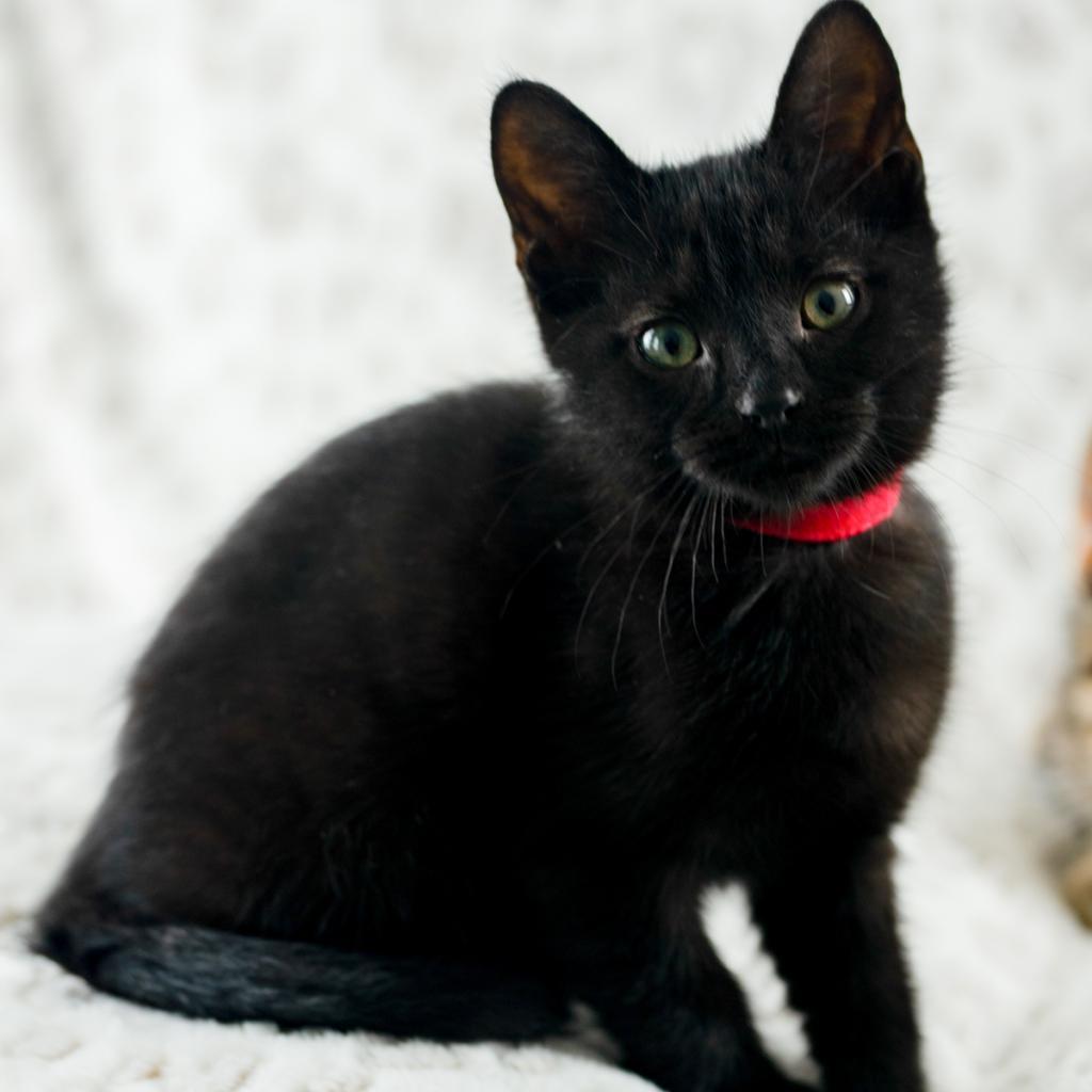 Reese, a Adoptable Domestic Short Hair in Ponte Vedra, FL image 6/6