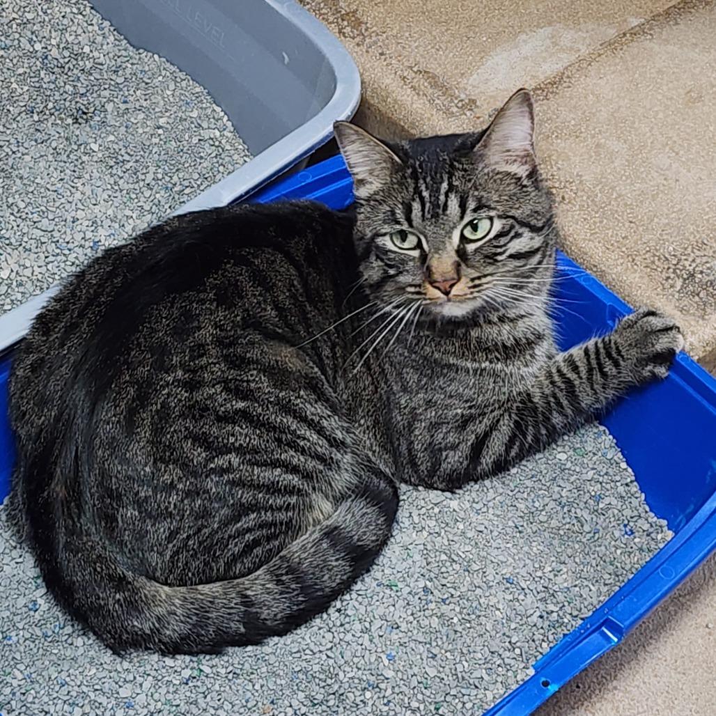 Enlarge Felix, a Adoptable Domestic Short Hair in Dixon, IL image 1/2