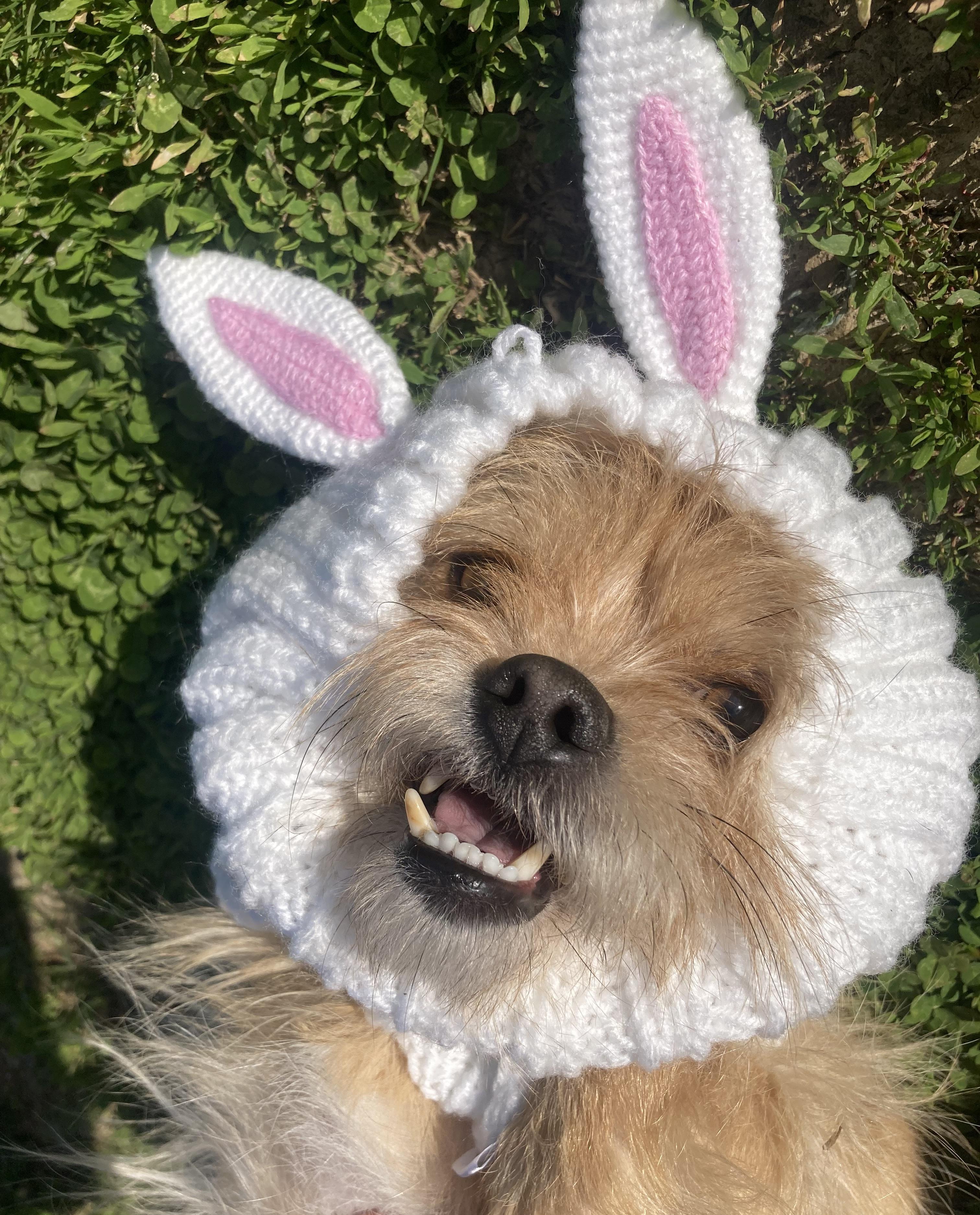 Jack, a Adoptable mixed breed in Vallonia, IN image 1/3