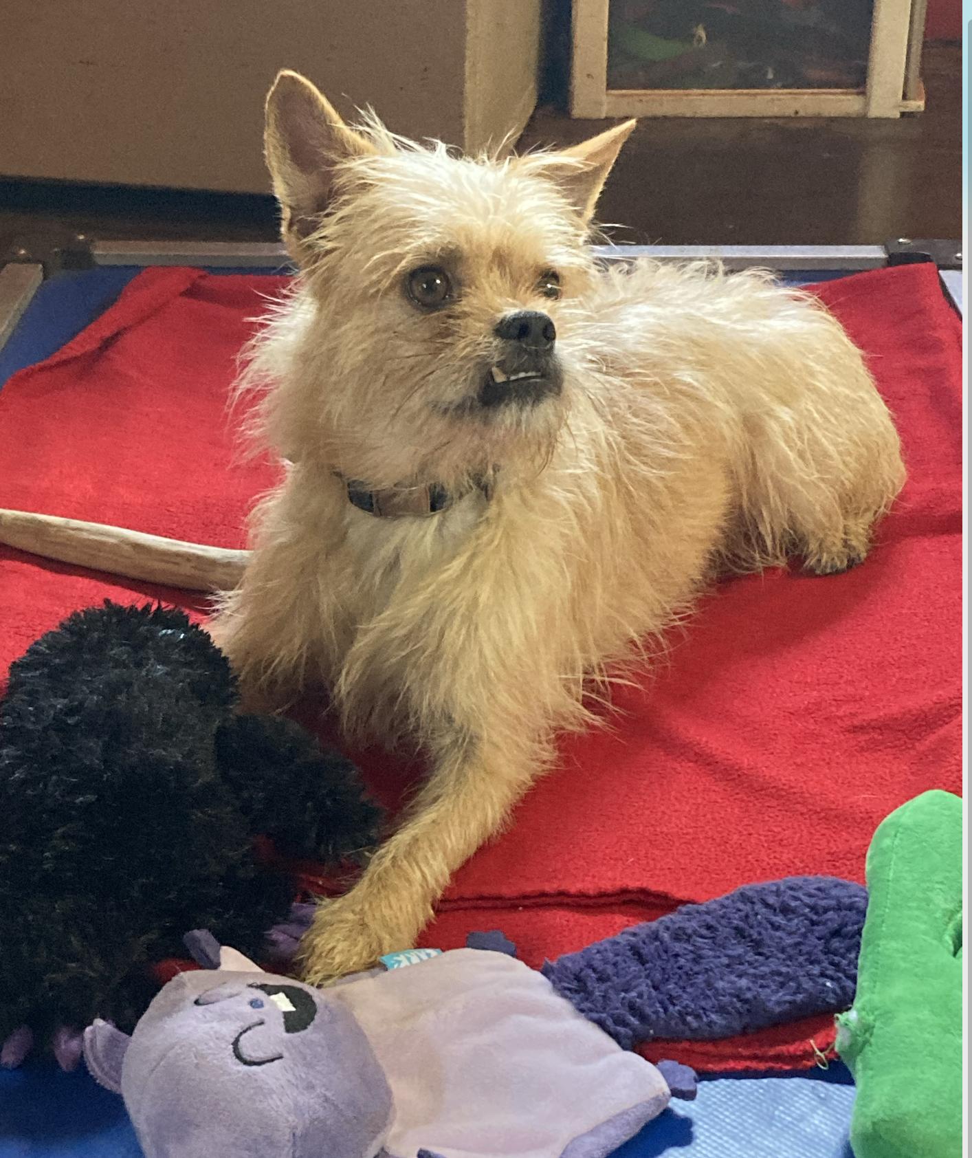 Jack, a Adoptable mixed breed in Vallonia, IN image 2/3