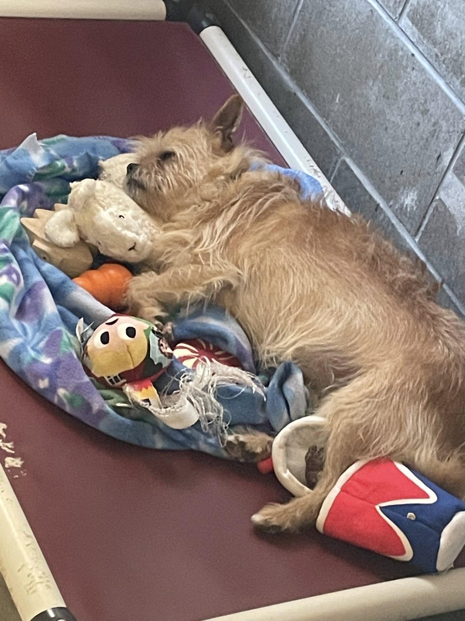 Jack, a Adoptable mixed breed in Vallonia, IN image 3/3