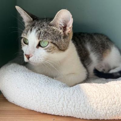 Sky, Adoptable, Young Female Domestic Short Hair.