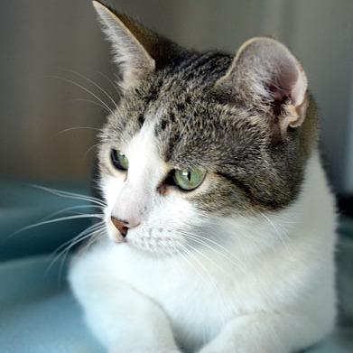 Enlarge Sky, a Adoptable Domestic Short Hair in Fort Leavenworth, KS image 2/5