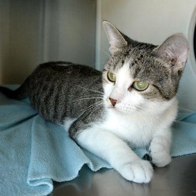 Enlarge Sky, a Adoptable Domestic Short Hair in Fort Leavenworth, KS image 3/5