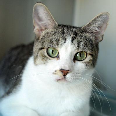 Enlarge Sky, a Adoptable Domestic Short Hair in Fort Leavenworth, KS image 4/5
