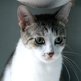 Enlarge Sky, a Adoptable Domestic Short Hair in Fort Leavenworth, KS image 5/5