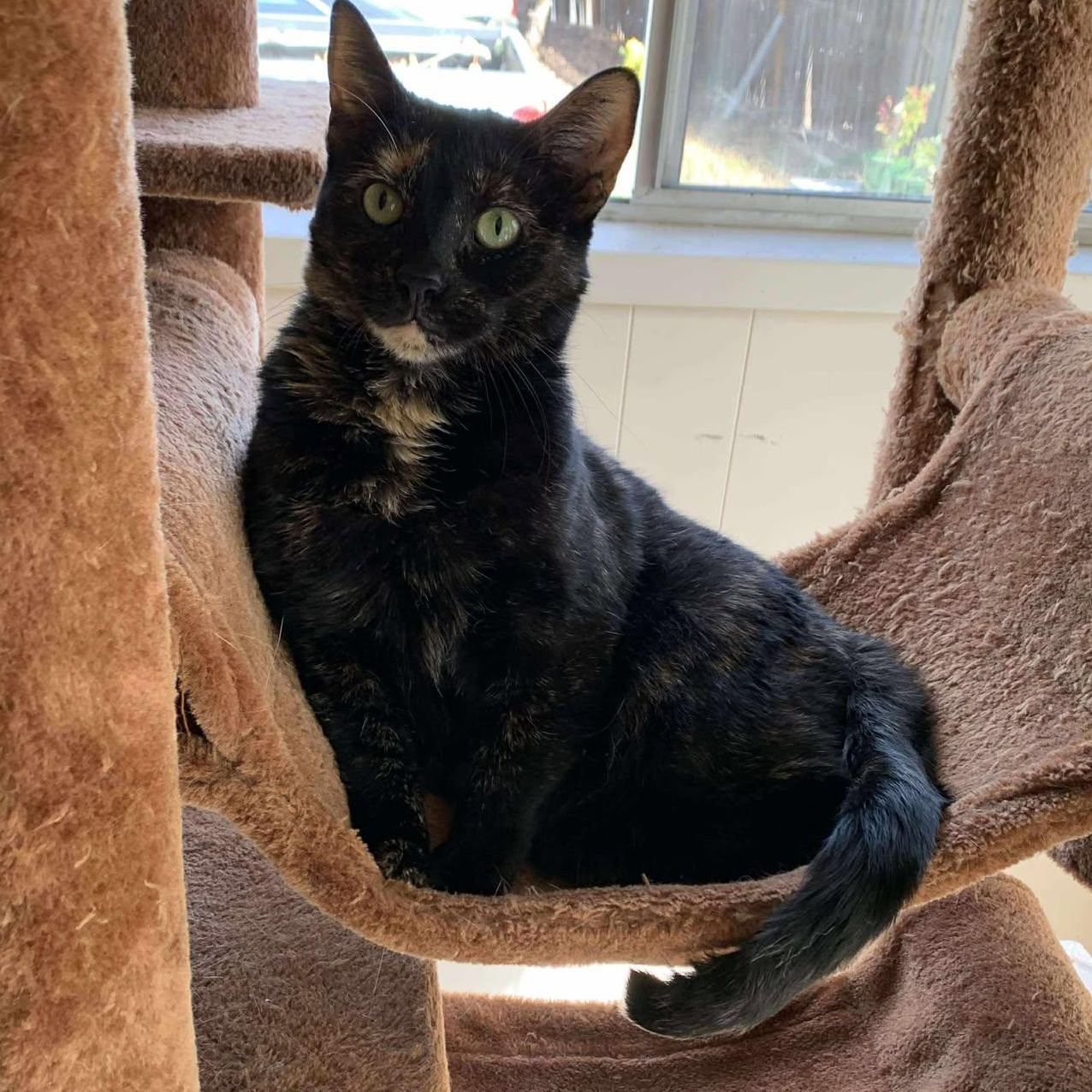 Maple, Adopted, Adult Female Domestic Short Hair.