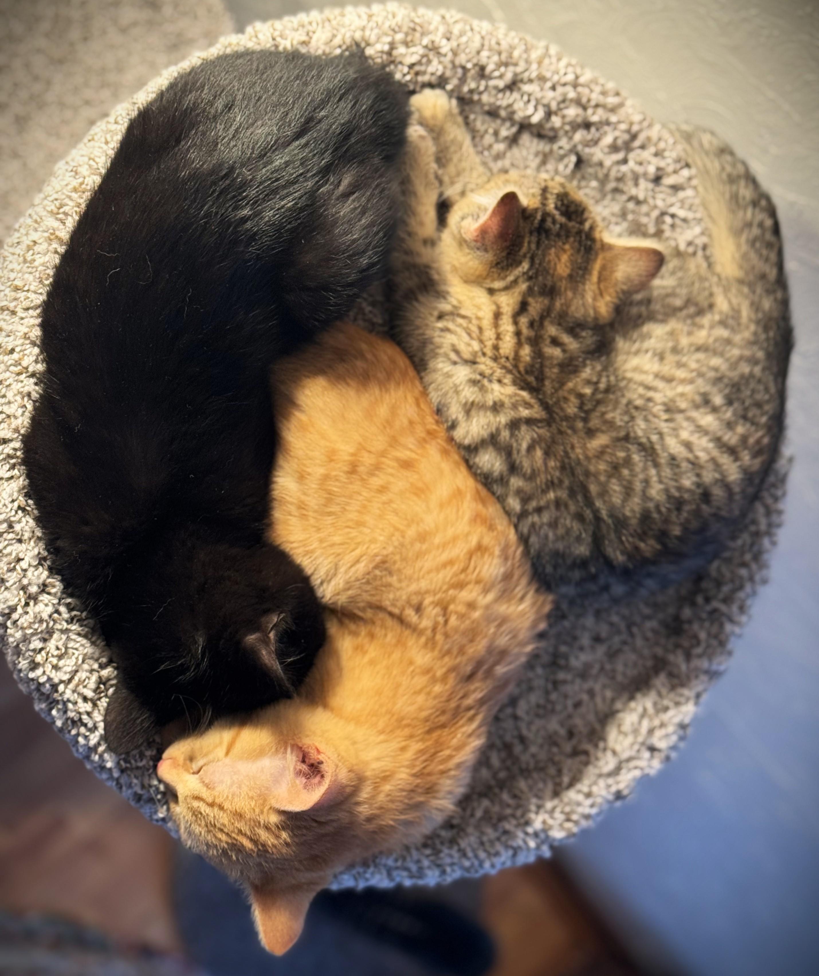 Enlarge BOBBI, an adopted Domestic Short Hair in Mankato, MN image 4/6