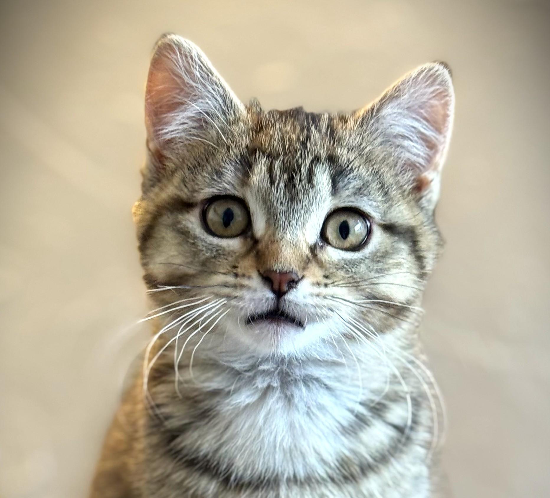 Enlarge BOBBI, an adopted Domestic Short Hair in Mankato, MN image 1/6