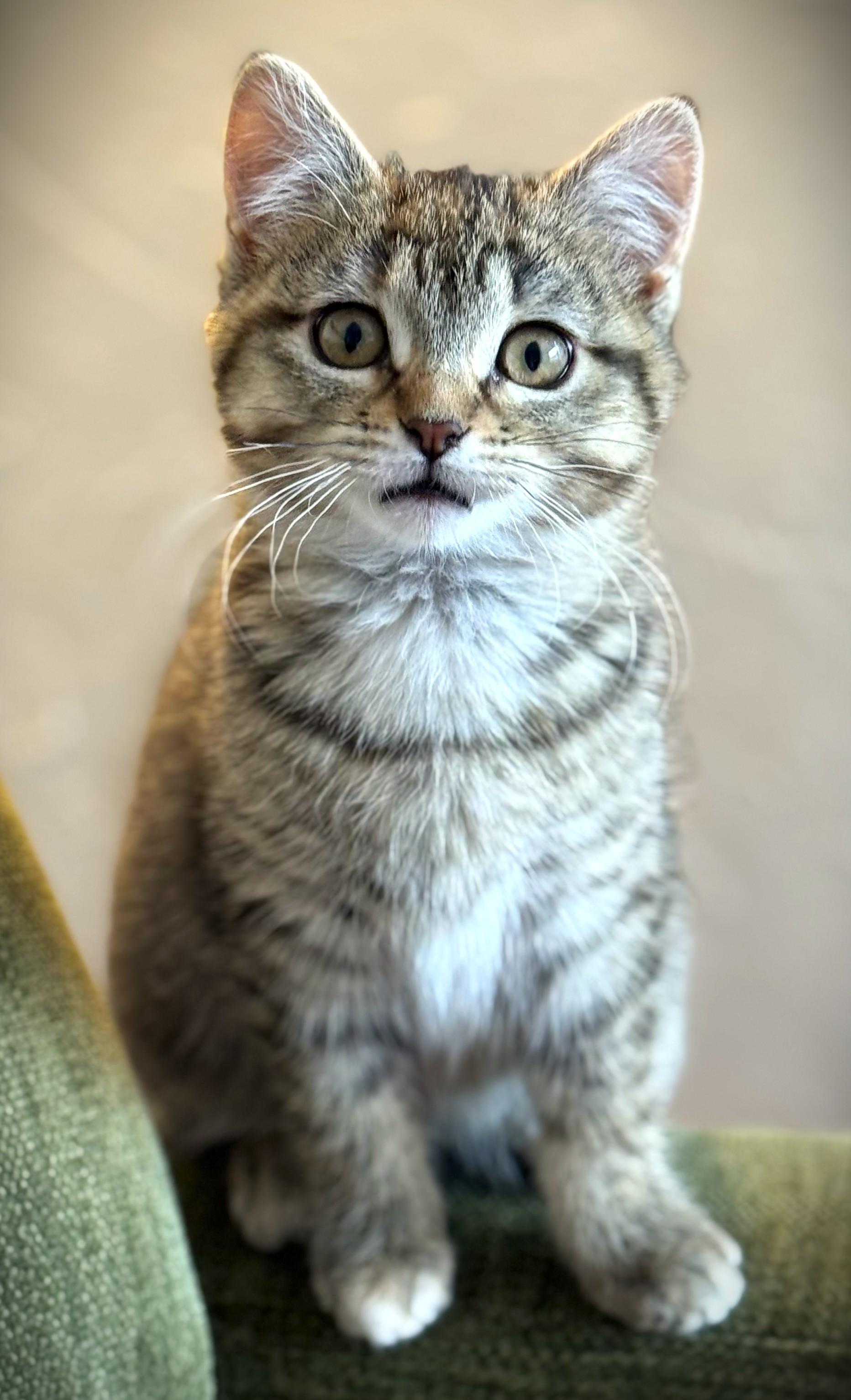 Enlarge BOBBI, an adopted Domestic Short Hair in Mankato, MN image 5/6