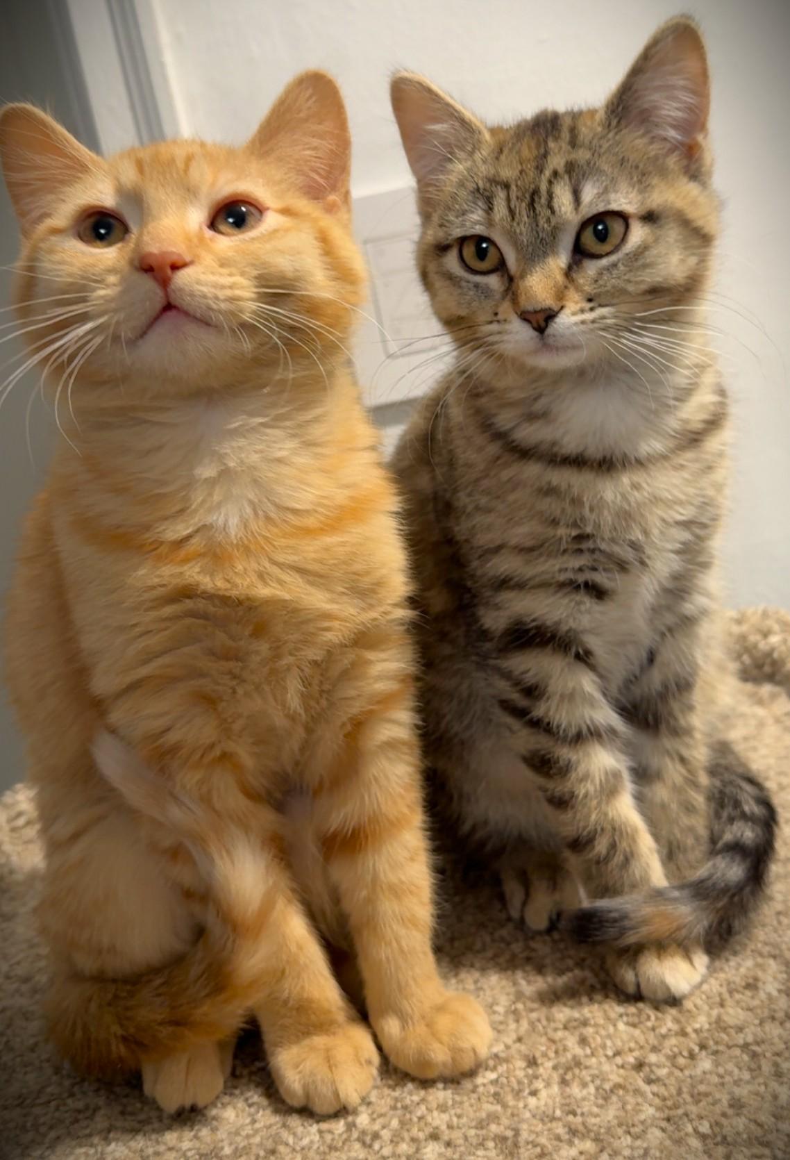 Enlarge BOBBI, an adopted Domestic Short Hair in Mankato, MN image 3/6