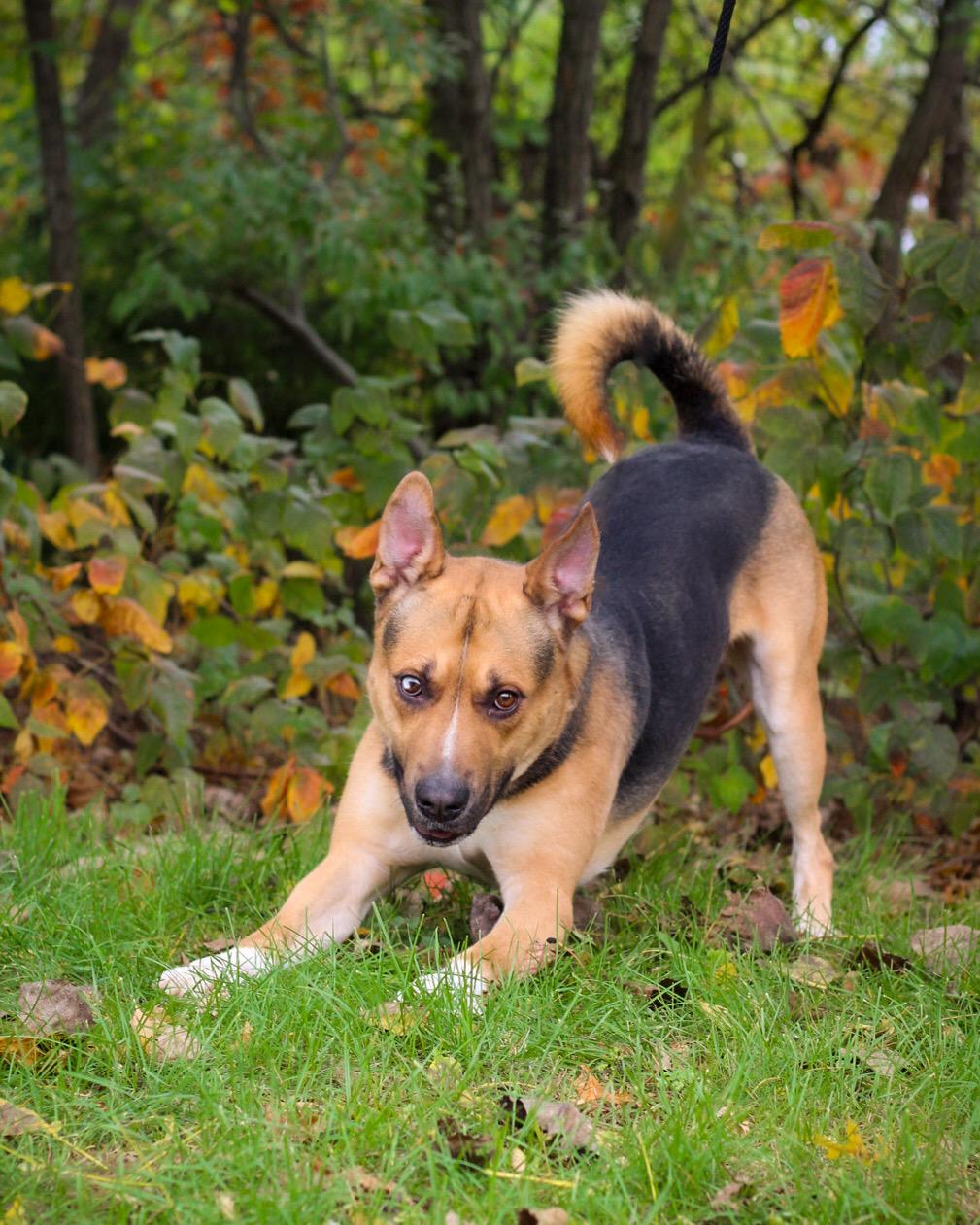 Rockabilly, a Adoptable mixed breed in Bridgeport, CT image 1/3