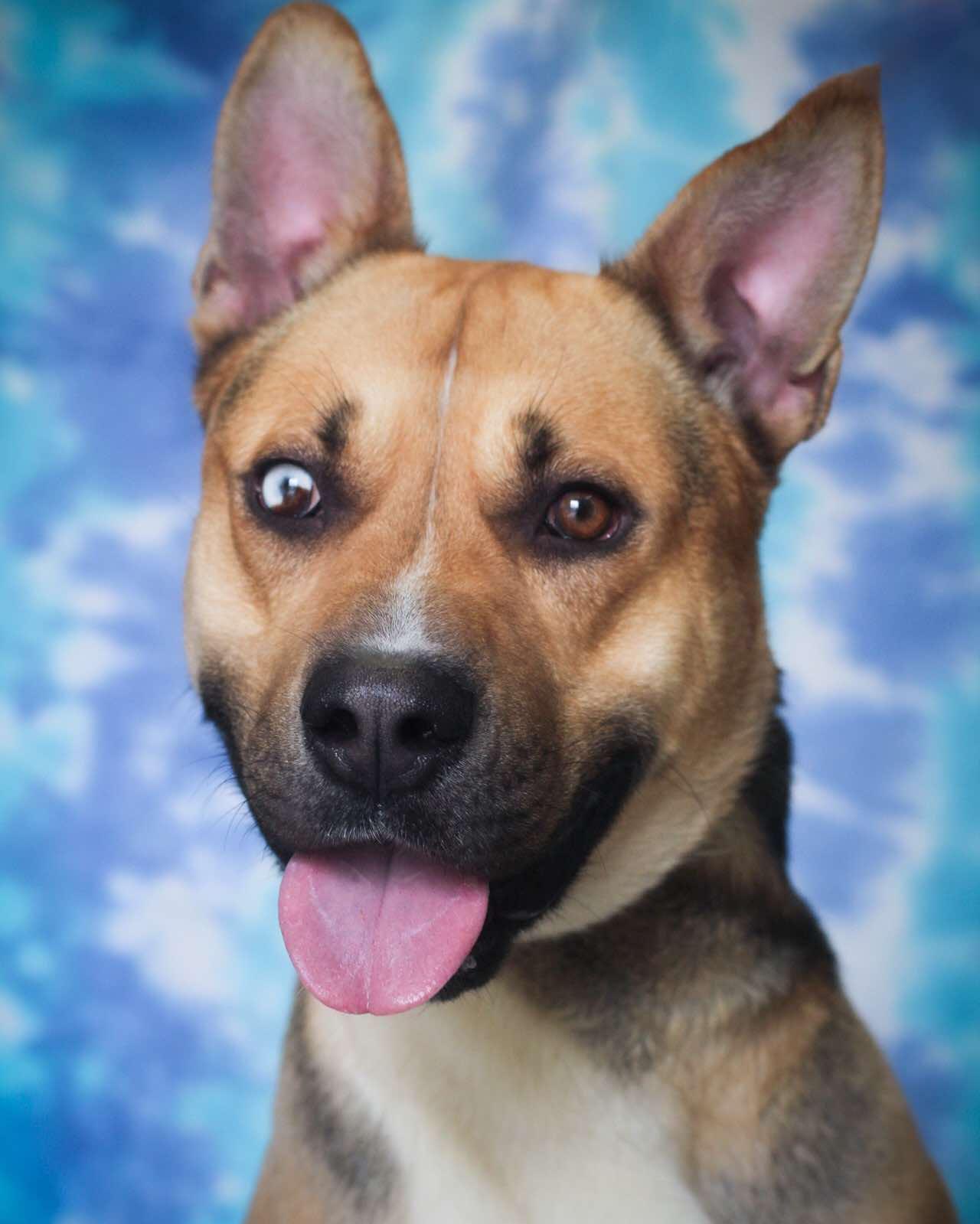 Rockabilly, a Adoptable mixed breed in Bridgeport, CT image 3/3