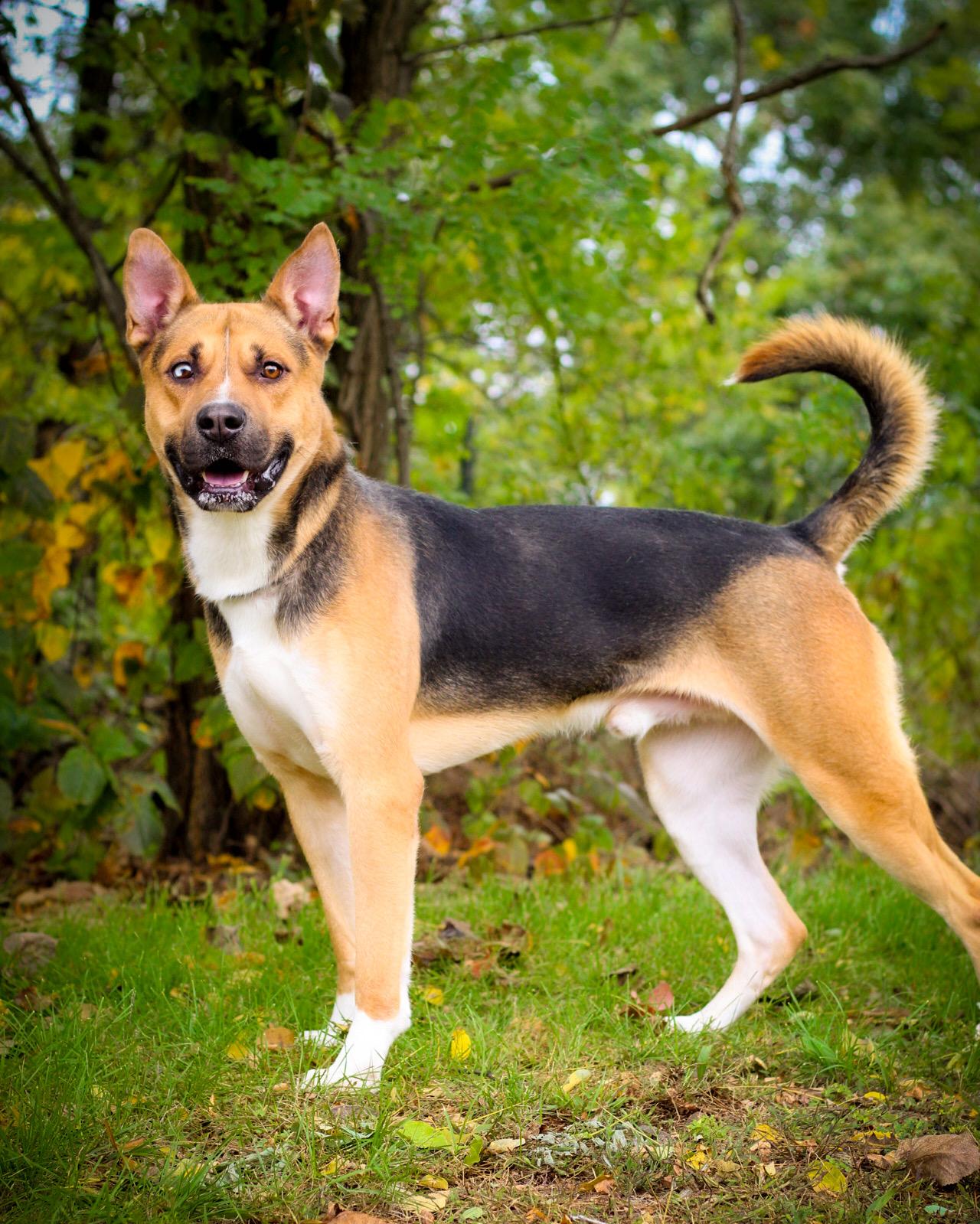 Rockabilly, a Adoptable mixed breed in Bridgeport, CT image 2/3