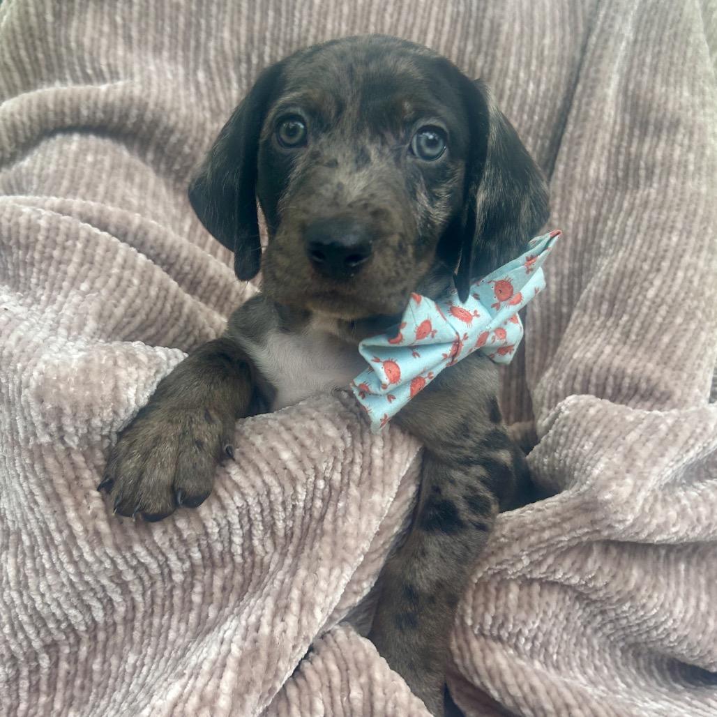 Meet Tucker This pup is a proud member of the Southern Comfort Litter Tuckers motto Why walk wh
