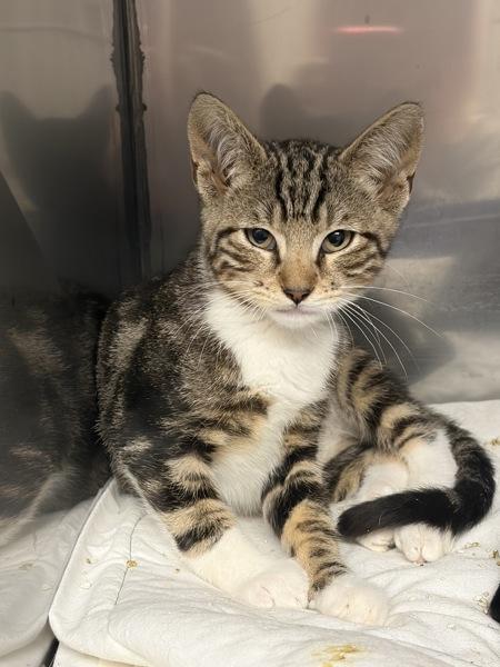 Kiro, Adoptable, Kitten Male Domestic Short Hair.