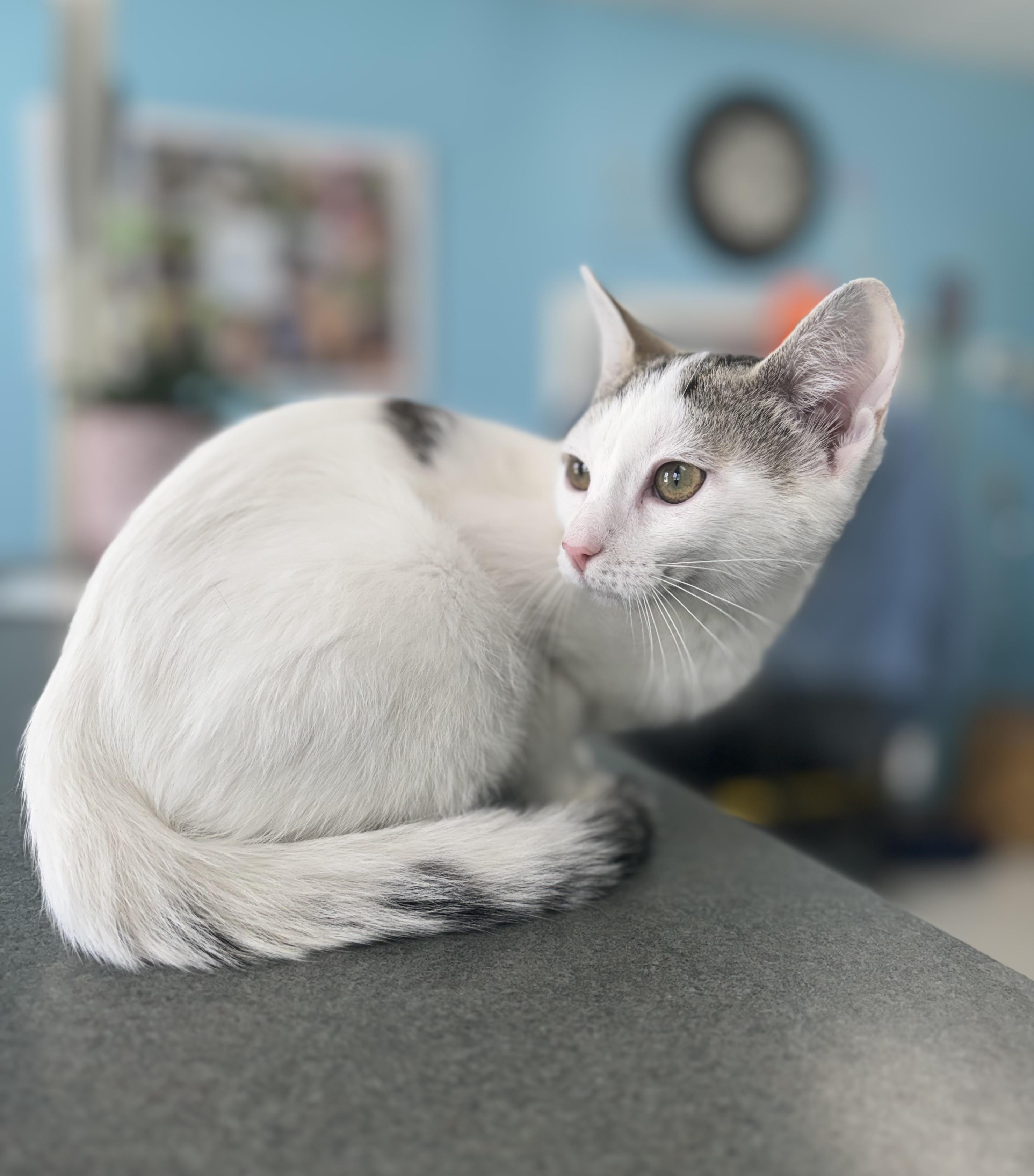 Cheddar, an adopted Domestic Short Hair in Bardstown, KY image 4/4