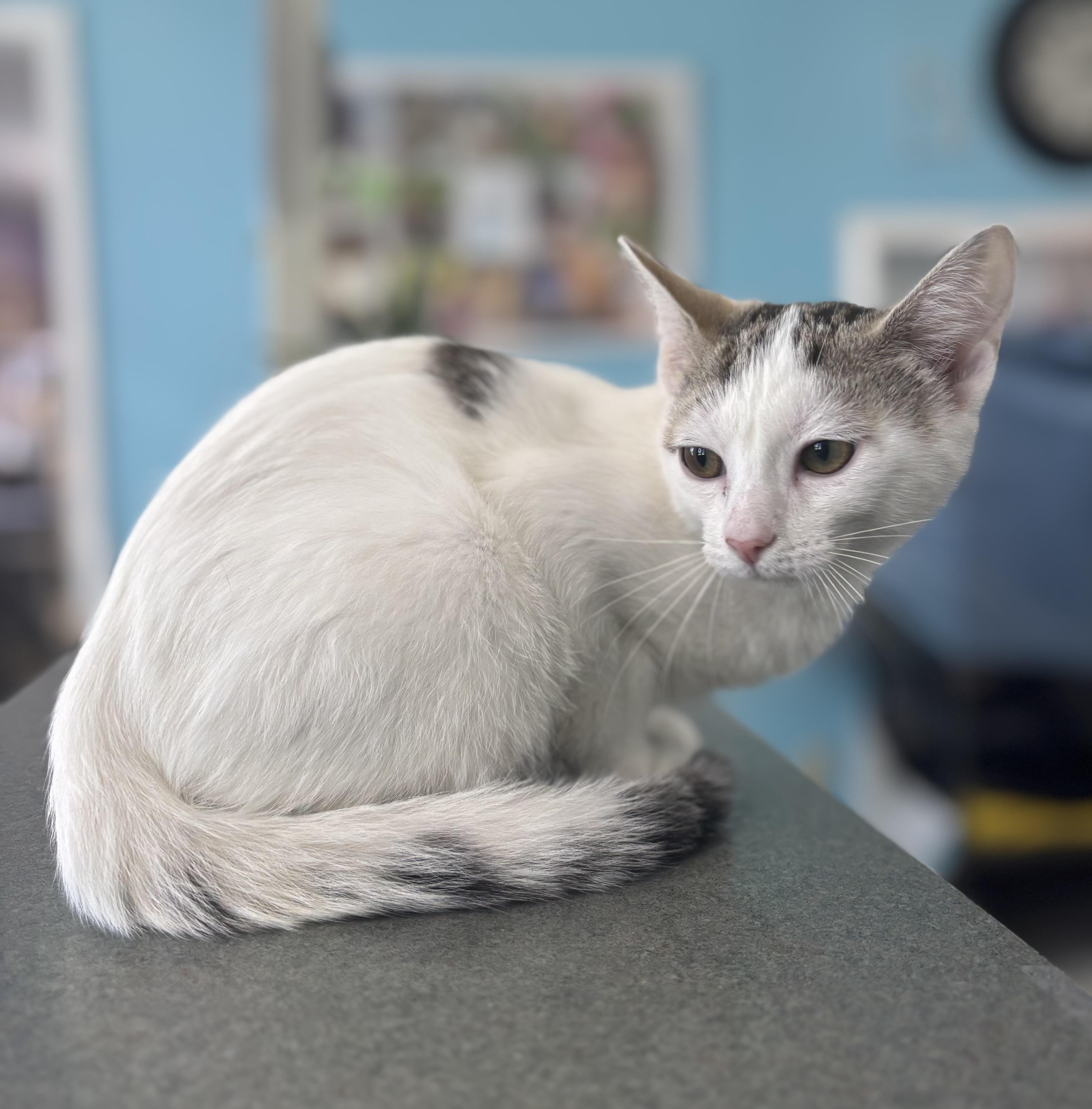 Cheddar, an adopted Domestic Short Hair in Bardstown, KY image 2/4