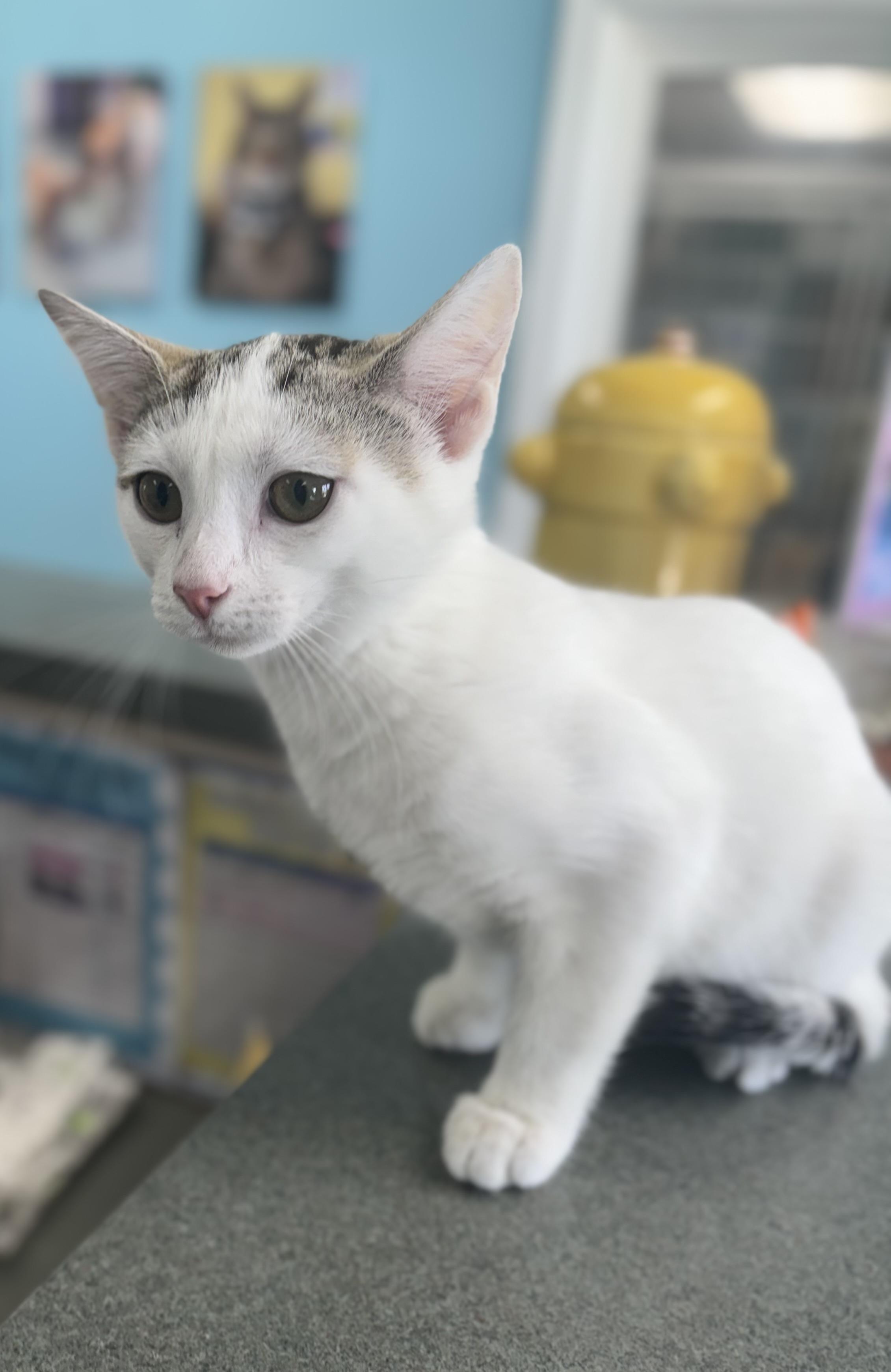 Cheddar, an adopted Domestic Short Hair in Bardstown, KY image 3/4