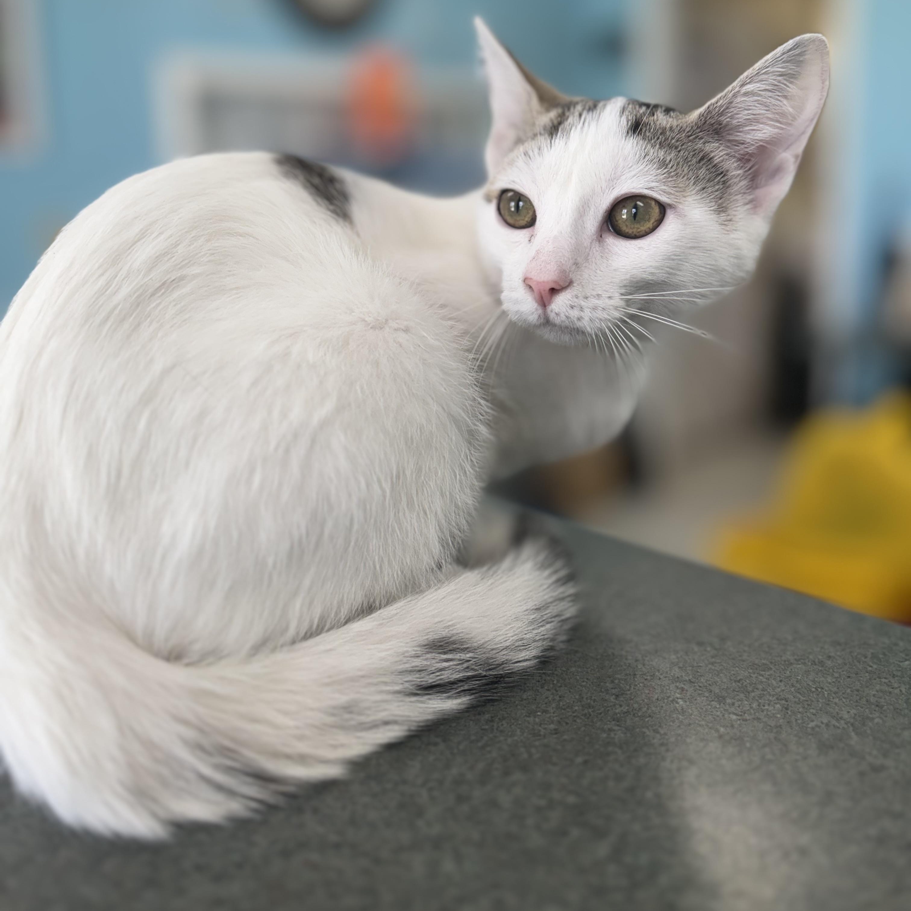 Cheddar, adopted, Kitten Female Domestic Short Hair.
