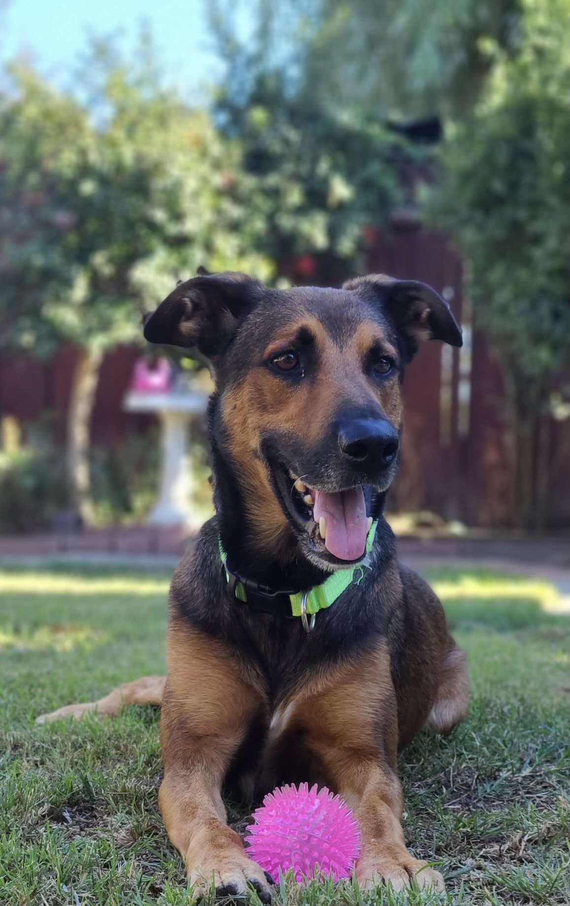Enlarge Rocky, a Adoptable Shepherd in santa monica, CA image 5/6