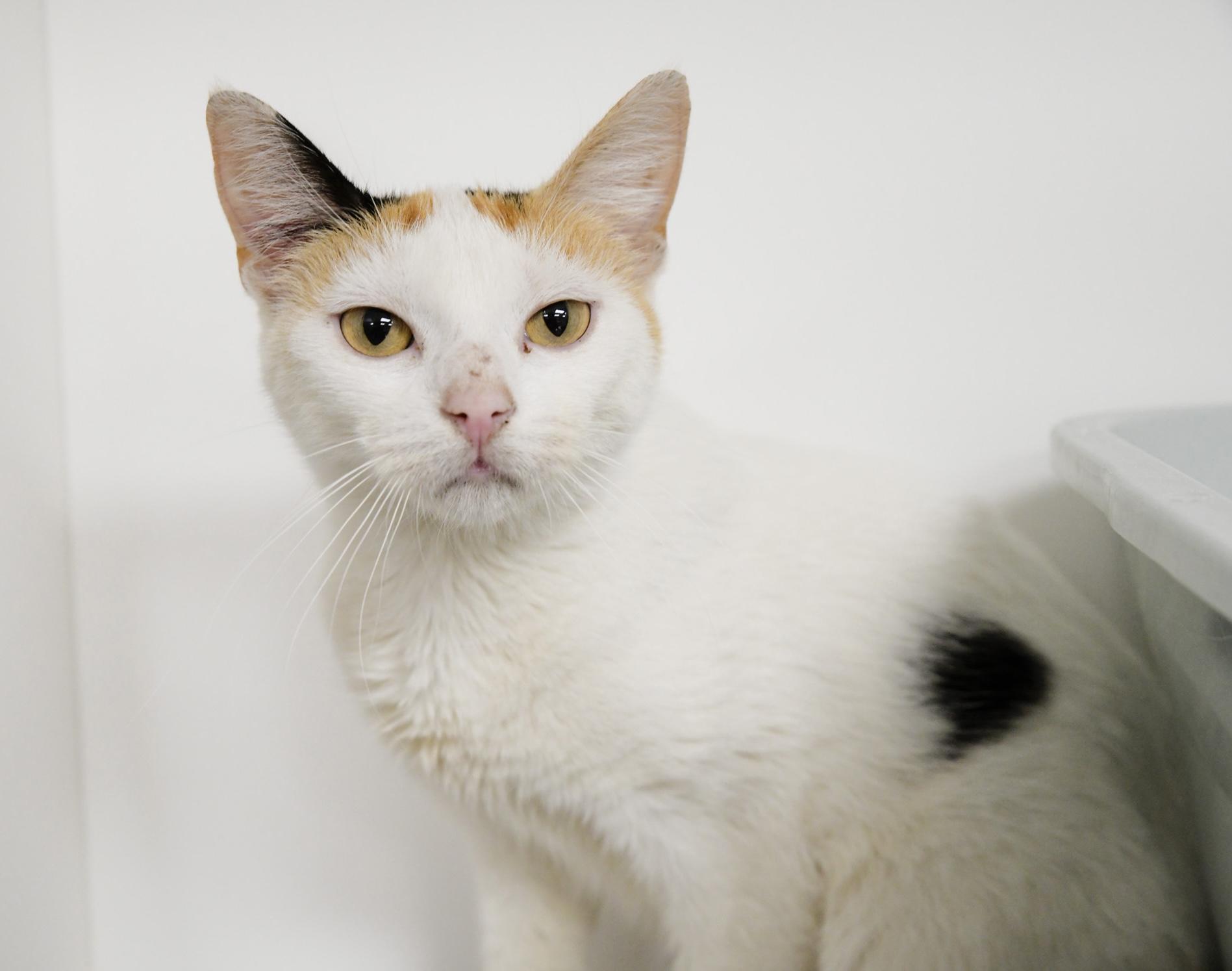 Dolce, Adoptable, Young Female Domestic Short Hair.