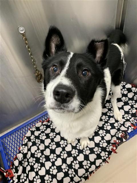 Enlarge CLAY, a Adoptable mixed breed in Fairbanks, AK image 1/1