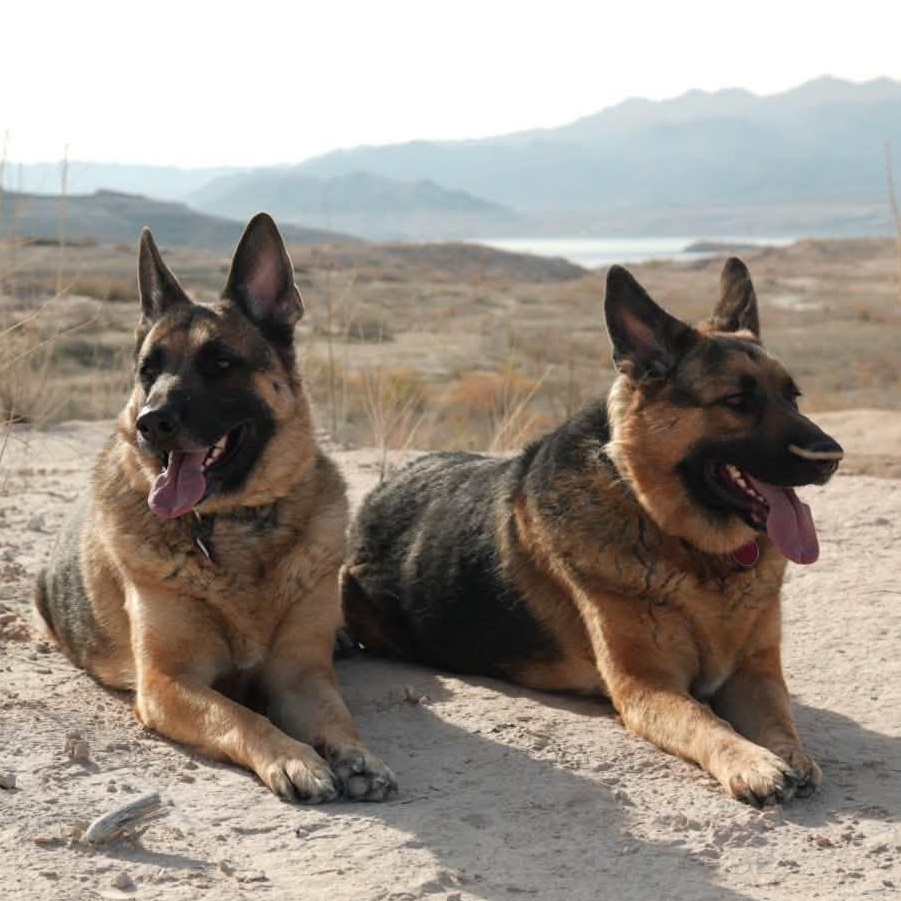 Enlarge Rogue and Stark, an adopted German Shepherd Dog in Middletown, NJ image 3/3