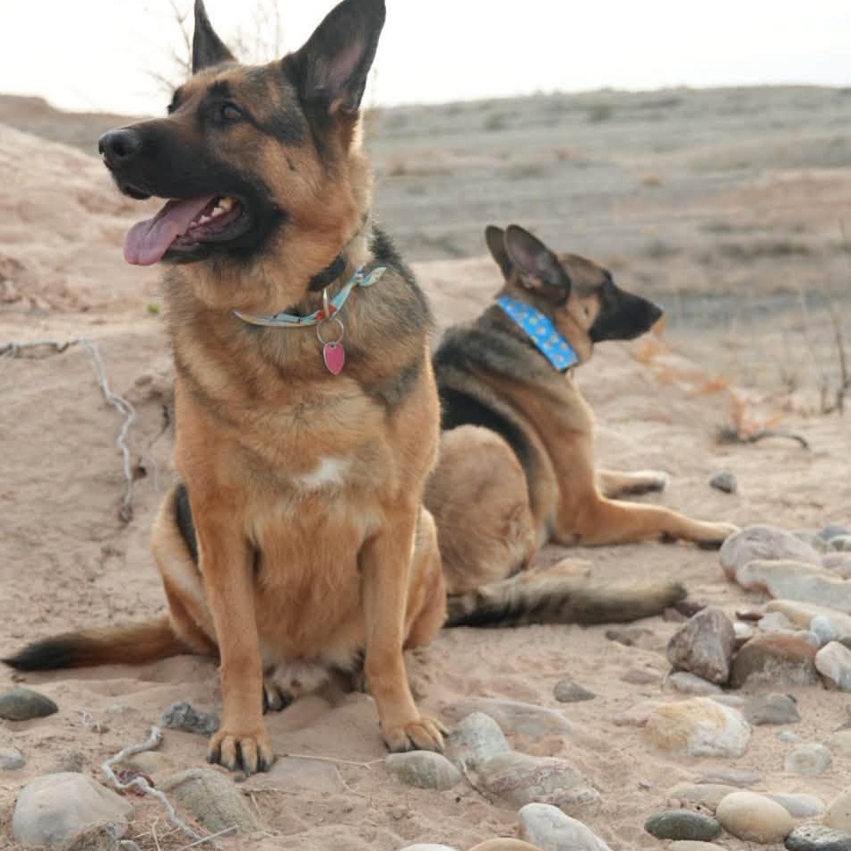 Rogue and Stark, adopted, Adult Male German Shepherd Dog.