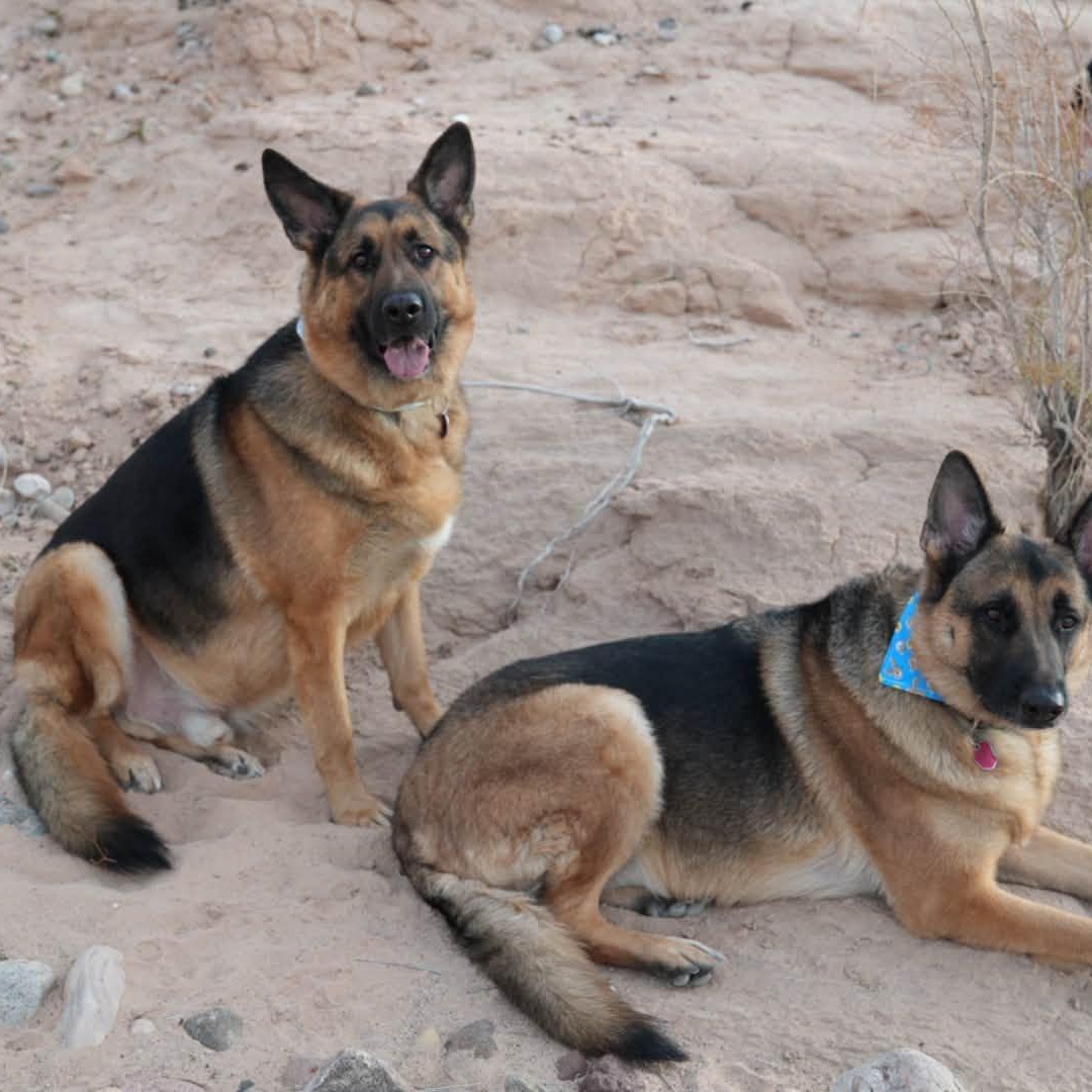 Enlarge Rogue and Stark, an adopted German Shepherd Dog in Middletown, NJ image 2/3