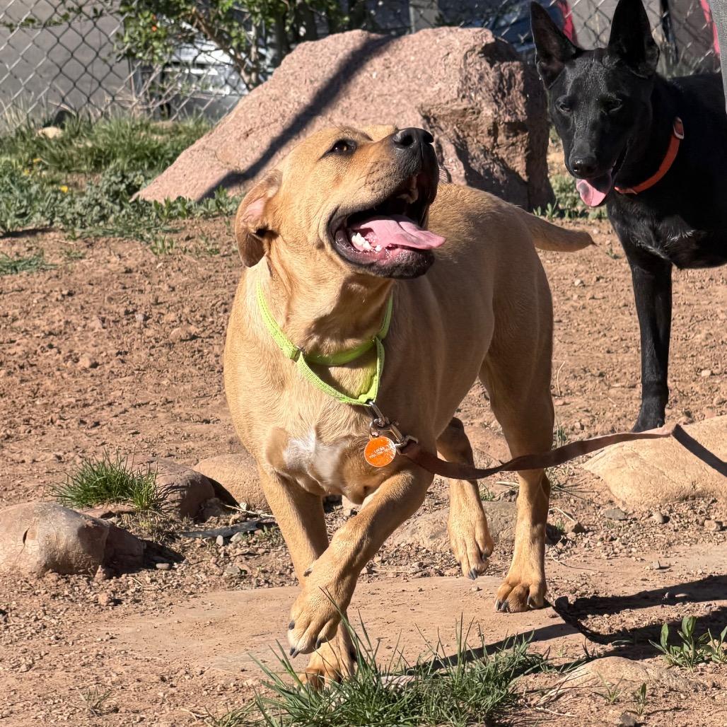 Sunny, Adoptable, Adult Female Pit Bull Terrier.