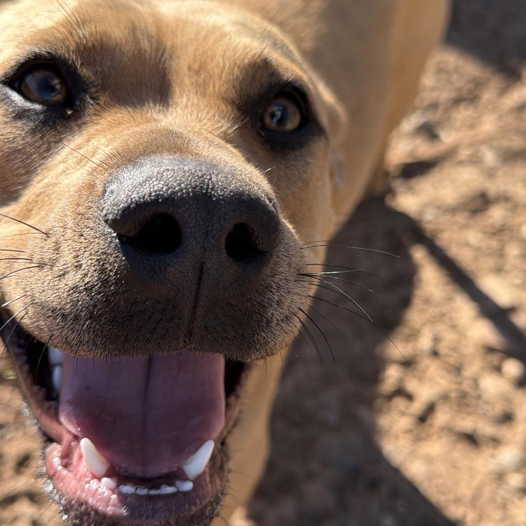 Enlarge Sunny, a Adoptable Pit Bull Terrier in Durango, CO image 2/5