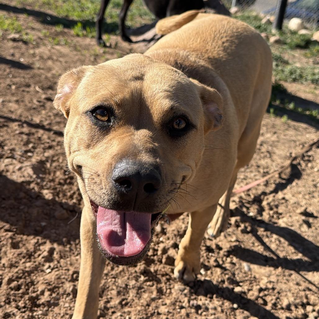 Enlarge Sunny, a Adoptable Pit Bull Terrier in Durango, CO image 4/5