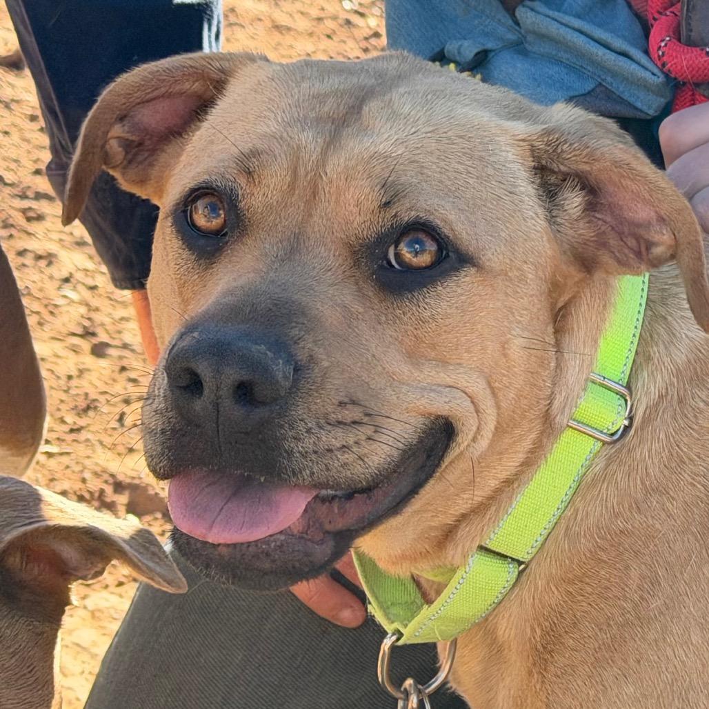 Enlarge Sunny, a Adoptable Pit Bull Terrier in Durango, CO image 5/5
