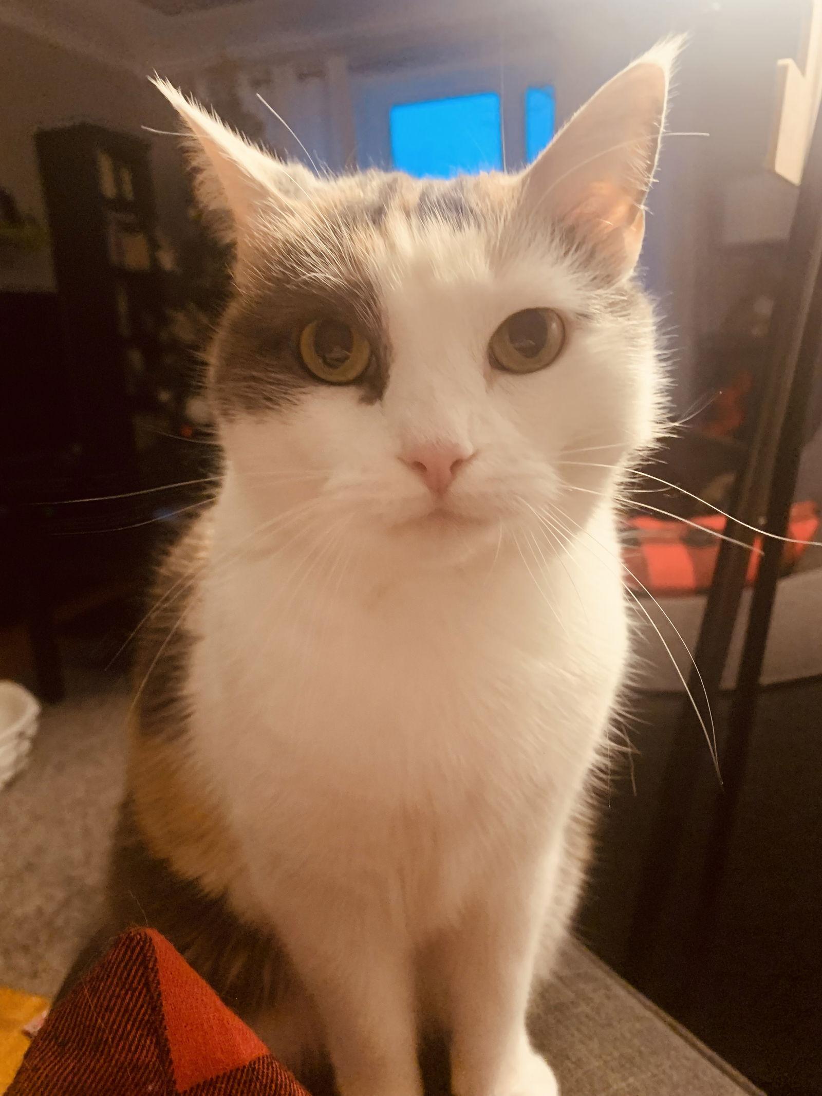 Charlotte, a Adoptable Domestic Short Hair in Montreal, QC image 2/4