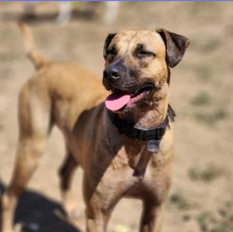 Astro, an adoptable Pit Bull Terrier in EL COLORADO, JAL, 48265 | Photo Image 1