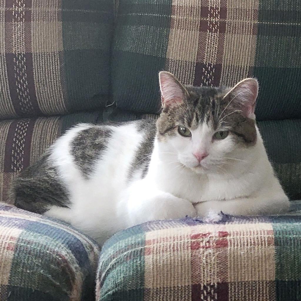 Ryder, Adoptable, Adult Female Domestic Short Hair.